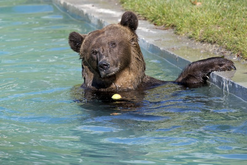 Bärenpark